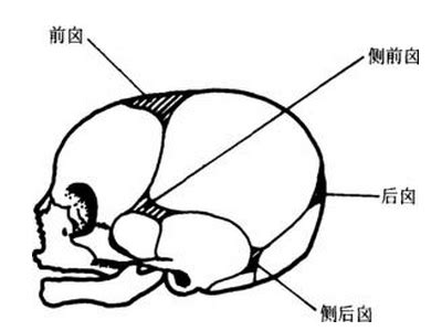 囪門位置|囟門(囪門):臨床表現,囟門閉合,囟門正常閉合時間,提前。